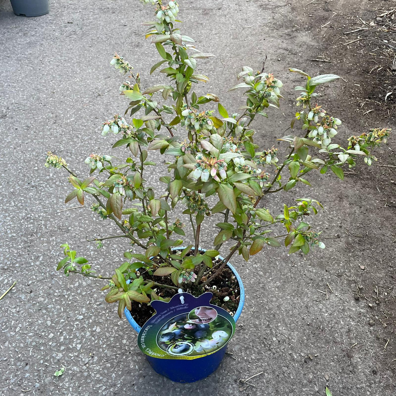 Blueberry Chippewa 3 ltr Bunkers Hill Plant Nursery