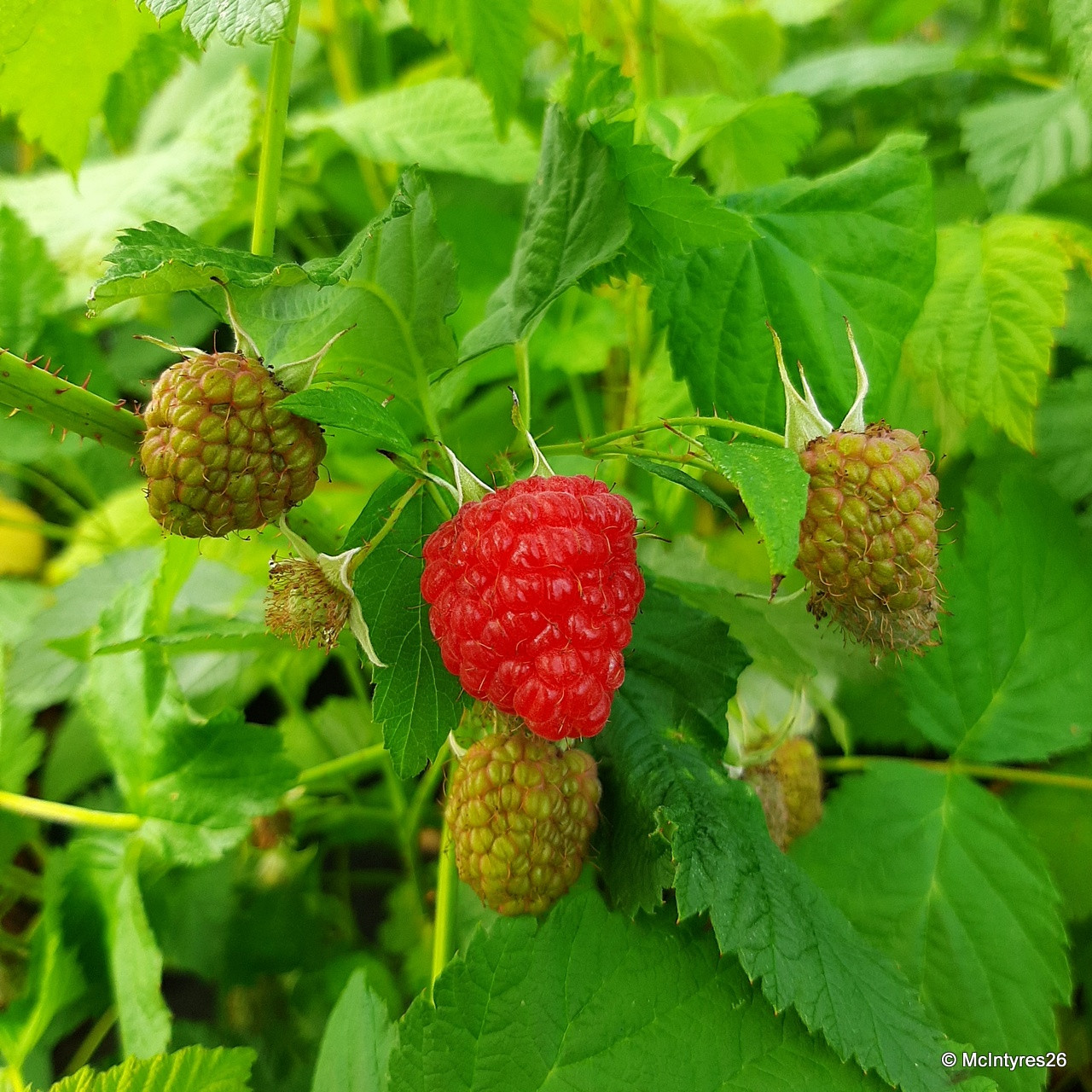Mallin Raspberry Raspberry 'Malling Promise' - 3 canes - Bunkers Hill Plant Nursery