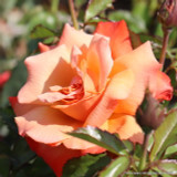 Remember Me - Hybrid Tea rose