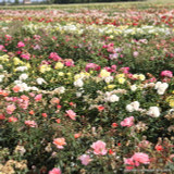 Remember Me - Hybrid Tea rose