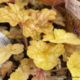 Heuchera 'Ginger Ale' - 1L