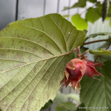 Corylus maxima 'Rote Zellernus' (Red-leafed hazel) 30L