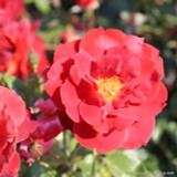 Hot Chocolate - Floribunda Rose