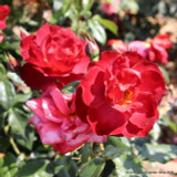 Hot Chocolate - Floribunda Rose