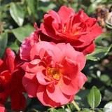 Hot Chocolate - Floribunda Rose