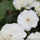 Iceberg - Floribunda Rose