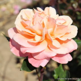 Renaissance - Hybrid Tea Rose