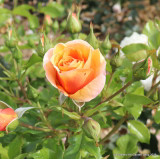 Together Forever - Floribunda rose