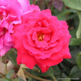 Ernest H Morse - Hybrid Tea Rose