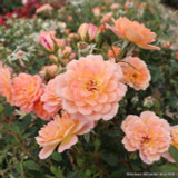 Honeybunch - Patio Rose