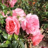 Special Anniversary - Hybrid Tea (Standard Rose)