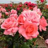 Special Anniversary - Hybrid Tea (Standard Rose)