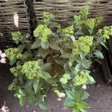 Hydrangea paniculata 'Limelight'