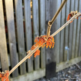 Hamamelis x intermedia 'Aphrodite' 3L