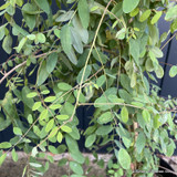 Indigofera pendula - 4L