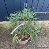 Sciadopitys veticillata (Umbrella pine) 5L