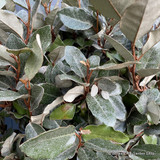 Elaeagnus ebb. 1/2 stem