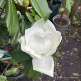 Magnolia gran. 'Goliath' bush