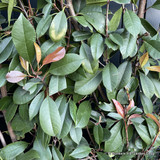 Photinia fras. 'Red Robin' Standard on high frame (100x100cm)