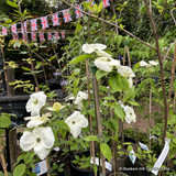 Cornus nuttallii (Pacific Dogwood) 'Northern Star' 4ltr