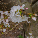 Prunus x yedoensis (Yoshino Cherry)BAREROOT
