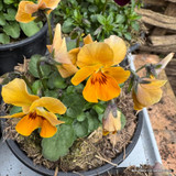 Individual Viola Mix