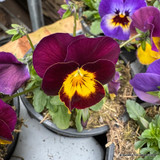 Individual Viola Mix