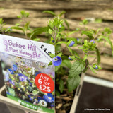 Veronica umbrosa 'Georgia  blue'-1L