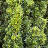 Taxus baccata 'Fastigiata Aurea' (Golden Irish Yew) 150-175cm Rootballed