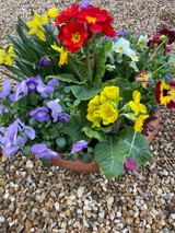 Spring garden in terracotta bowl