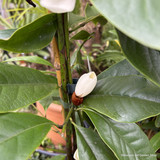 Fairy Magnolia (Michelia) - 3 colours