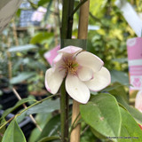 Fairy Magnolia (Michelia) - 3 colours