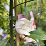 Fairy Magnolia (Michelia) - 3 colours