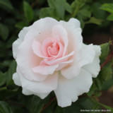 A Whiter Shade of Pale - Hybrid Tea Rose