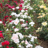 A Whiter Shade of Pale - Hybrid Tea Rose