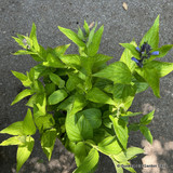 Nepeta 'Washfield' 5L