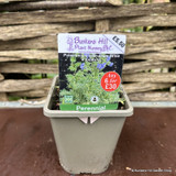 Polemonium caeruleum Brise d'Anjou -1L