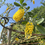 Cytisus battandieri (Pineapple Broom) 1.5m trellis (20ltr)