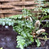 Polystichum polyblepharum - S