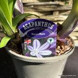 Agapanthus 'Megan's Mauve' 3L