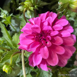 Dahlia 'Happy Days'