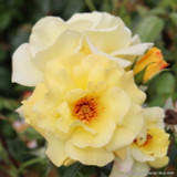 Arthur Bell - Climbing Rose