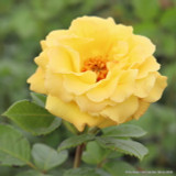 Arthur Bell - Climbing Rose