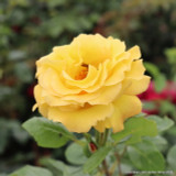 Arthur Bell - Climbing Rose