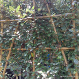 Pleached Elaeagnus ebbingei (8/10cm) 1.8m stem