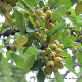 Malus 'Golden Hornet' (Crabapple) BAREROOT
