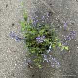 Nepeta Purrsian Blue (p19)
