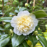 Camellia × williamsii 'Jury's Yellow' 10L