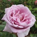 Blue Moon (Climbing) Rose