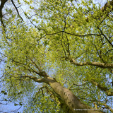 Carpinus betulus (Hornbeam) 150-175cm bare root